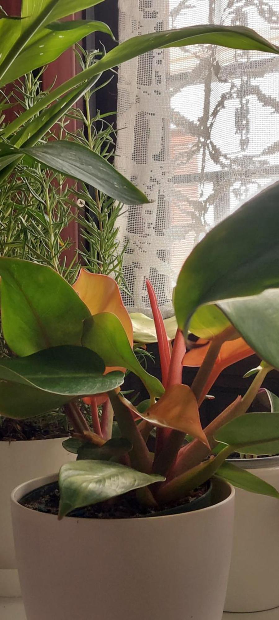 Descalzos Angel With Private Terrace Free Parking Ronda